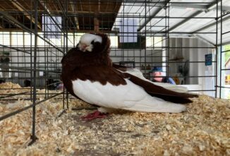 Raising Show Pigeons